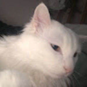 Meet your Posher, Olive